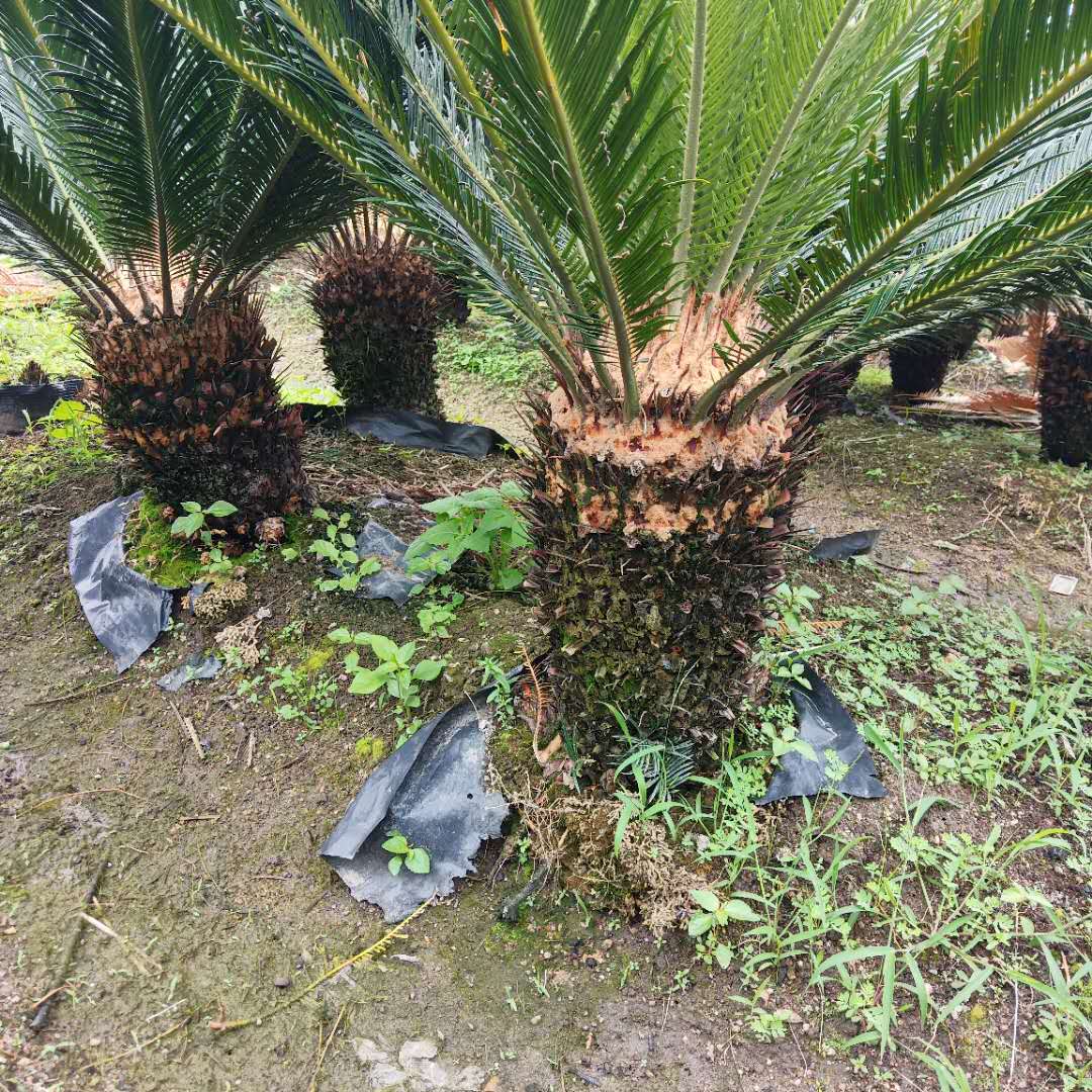 云南蘇鐵樹種植基地 批發(fā)市場(chǎng)