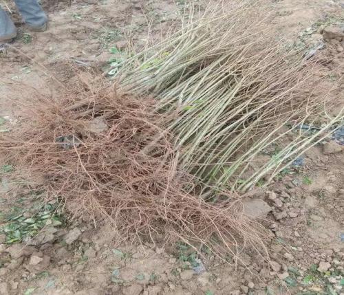 石榴苗 石榴苗價格