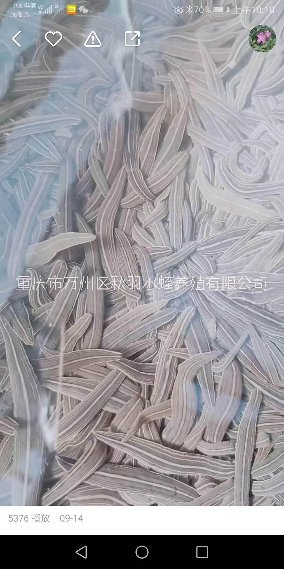 中山日本醫(yī)蛭技術(shù)培訓(xùn)價(jià)格報(bào)價(jià)_價(jià)格_價(jià)錢【重慶市萬(wàn)州區(qū)秋羽水蛭養(yǎng)殖有限公司】