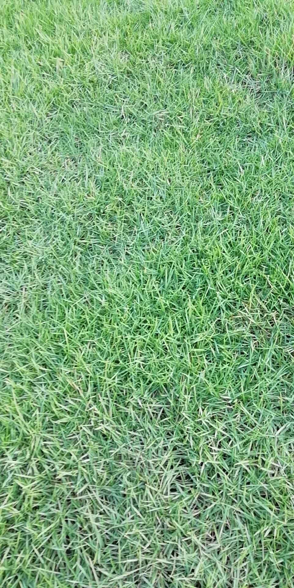 靚仔草 廣西臺灣草基地 草皮生產基地 哪里的臺灣草好