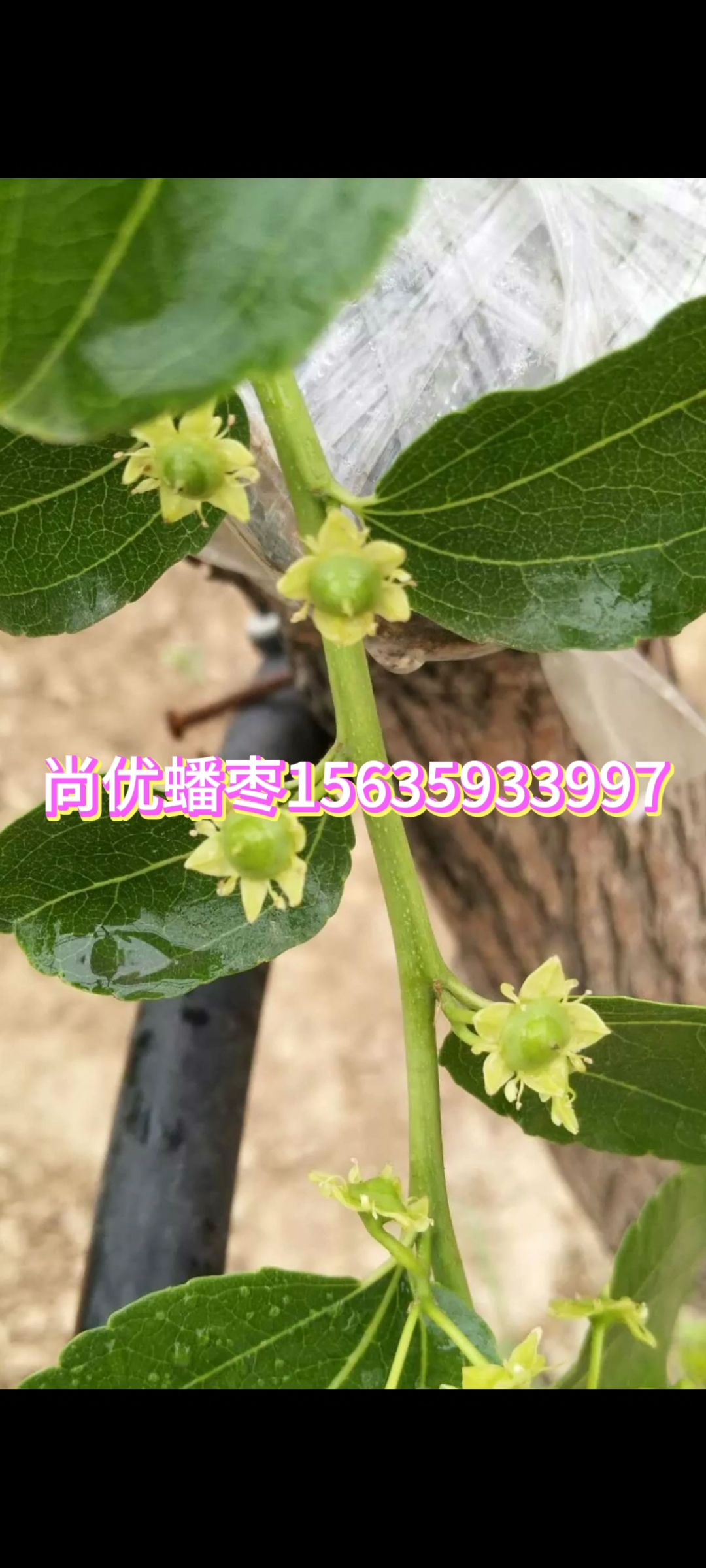 蟠棗接穗   臨猗縣尚優(yōu)蟠棗  臨猗縣蟠棗基地  蟠棗苗批發(fā)商