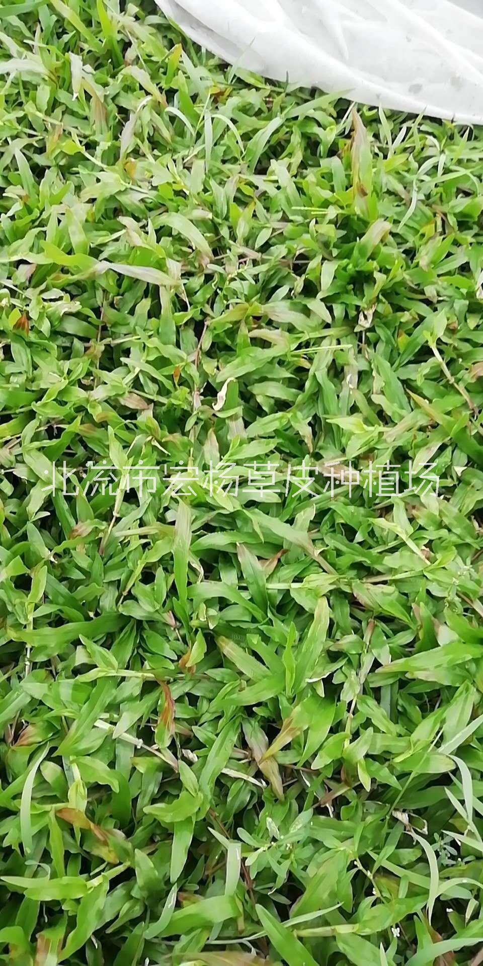 大葉油草種植-種植批發(fā)-大葉油草價(jià)格