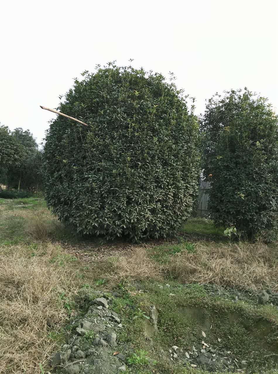 成都地籠桂花   地籠桂花優(yōu)質(zhì)供應(yīng)商  地籠桂花基地直銷(xiāo)