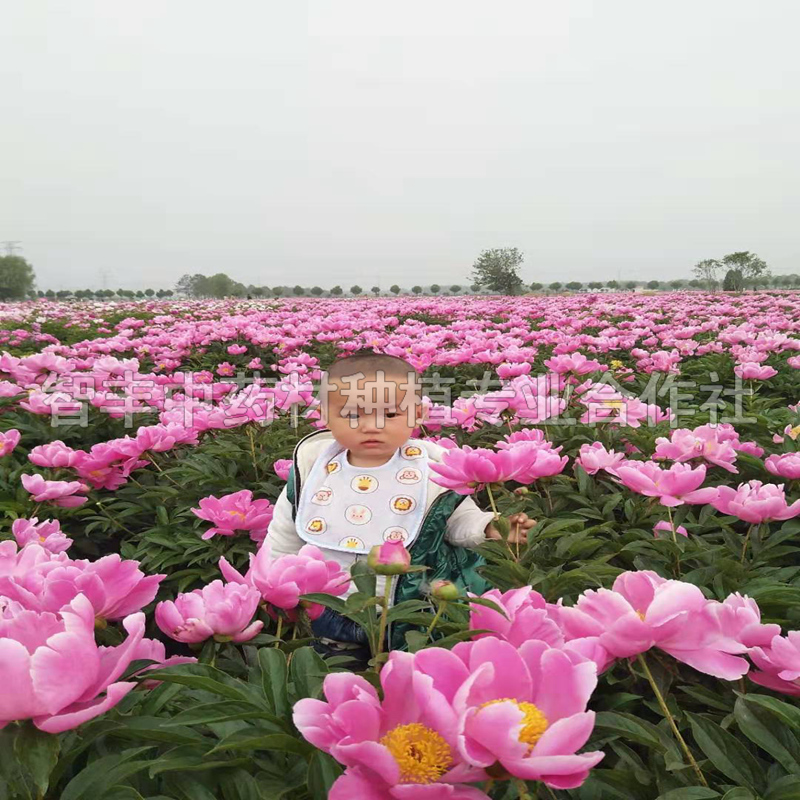 荊門芍藥苗的生長時間、芍藥芽的新價格【智豐中藥材種植專業(yè)合作社】