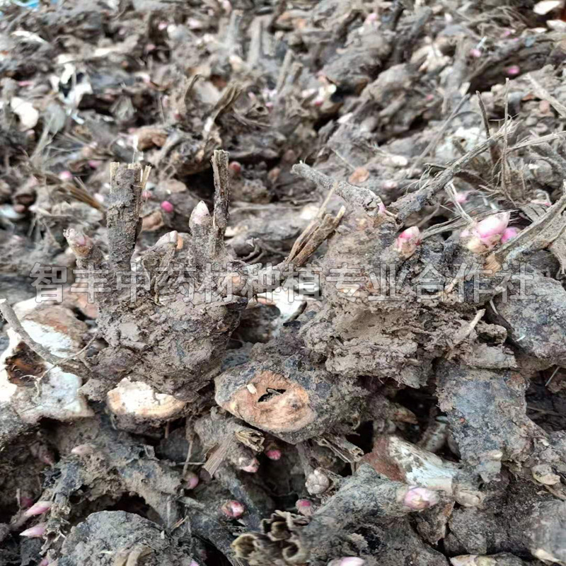 刑崍白芍苗畝投入多少錢、白芍的畝產(chǎn)值是多少【智豐中藥材種植專業(yè)合作社】