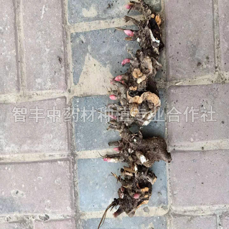 天津芍藥苗哪家便宜、芍藥套種技術(shù)【智豐中藥材種植專業(yè)合作社】