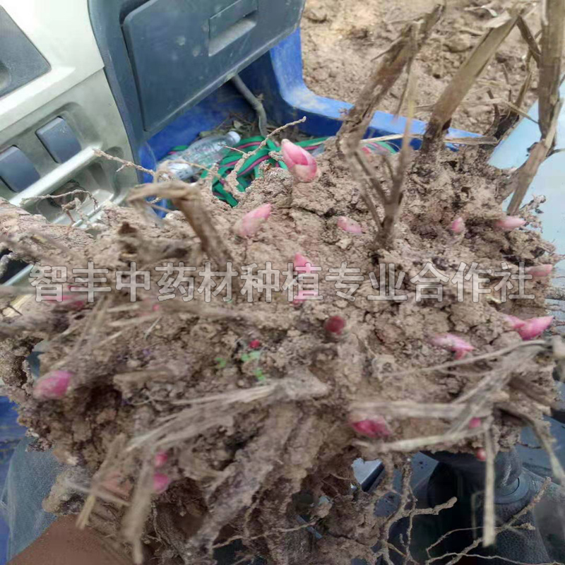 哈爾濱芍藥苗的種植時(shí)間、芍藥的常見(jiàn)病害【智豐中藥材種植專業(yè)合作社】