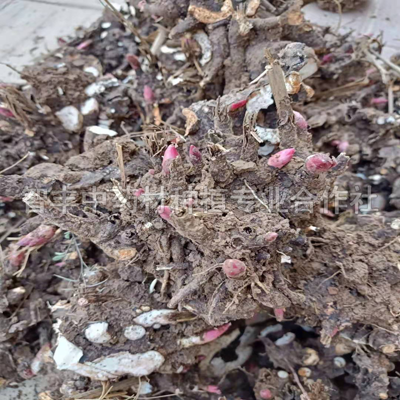 天津芍藥芽的種植時(shí)間、芍藥苗的種植時(shí)間【智豐中藥材種植專(zhuān)業(yè)合作社】