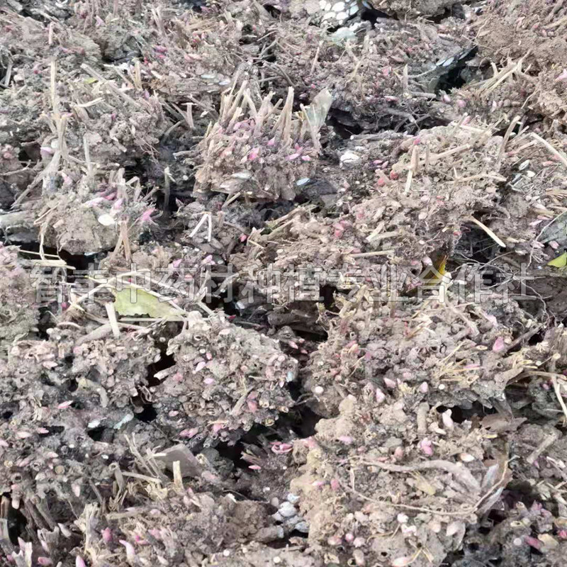 安徽白芍苗的生長(zhǎng)時(shí)間、白芍種子育苗時(shí)間【智豐中藥材種植專業(yè)合作社】