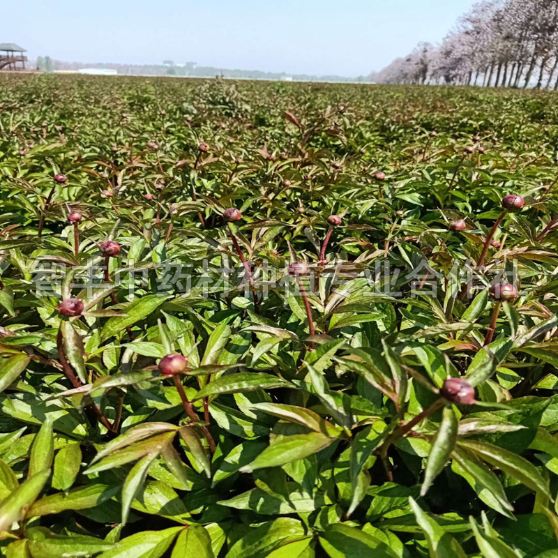 深圳芍藥苗的種植時間、芍藥生長期4年【智豐中藥材種植專業(yè)合作社】