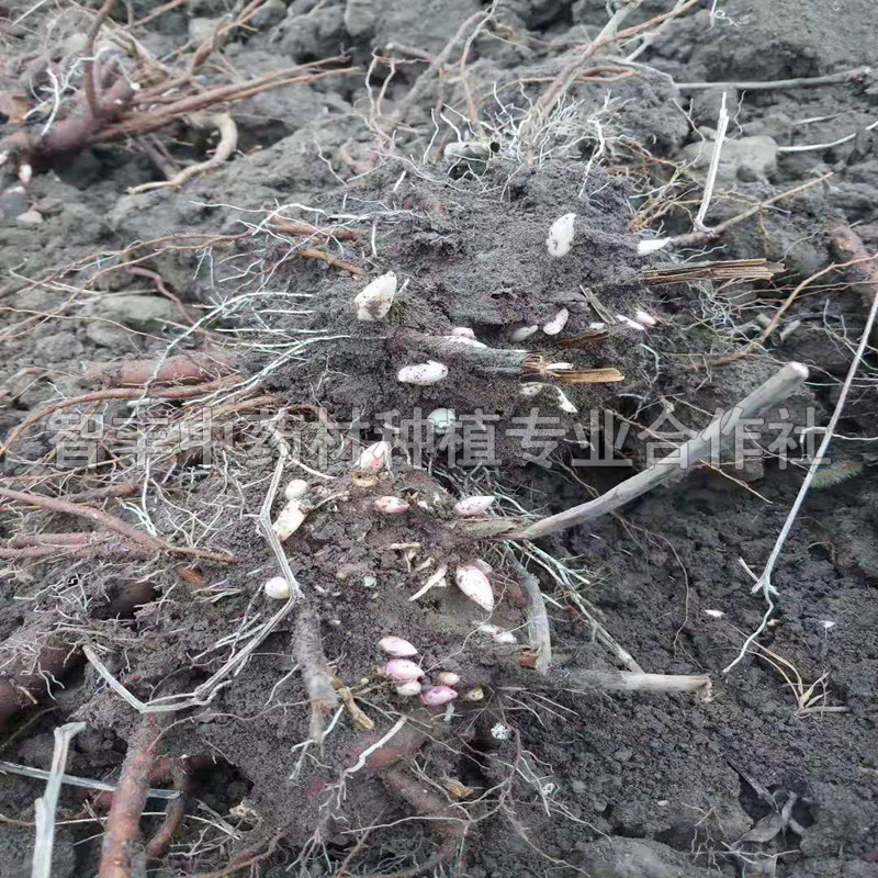 日照白芍苗畝種植多少棵、白芍種子的育苗方法【智豐中藥材種植專業(yè)合作社】