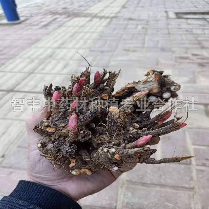 天津芍藥苗哪家便宜、芍藥套種技術(shù)【智豐中藥材種植專業(yè)合作社】