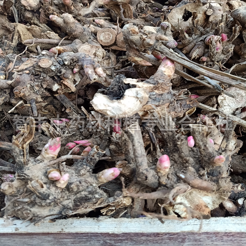 郴州芍藥苗種植管理 改良一年 智豐中藥材種植 芍藥種子的發(fā)芽率