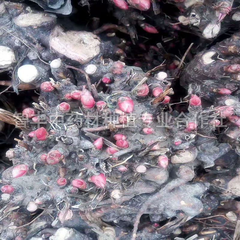 昆明白芍一年苗多少錢棵、白芍晚什么時間種【智豐中藥材種植專業(yè)合作社】