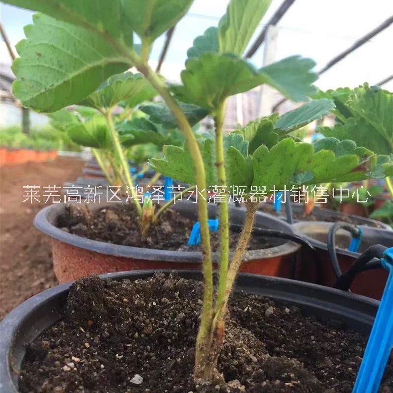 山東鴻澤廠家供應(yīng)一出二滴箭一出四滴箭滴頭廣泛用于園林花卉灌溉  一出二滴箭  一出四滴箭 彎箭