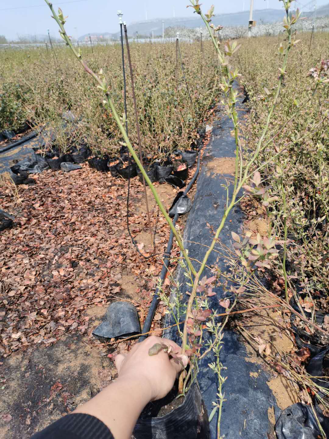 山東藍莓苗產地*、價格、批發(fā)、供應商【泰安高新區(qū)北集坡誠萱園藝場】