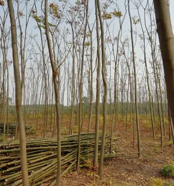 黃山欒樹基地  重慶廣玉蘭價(jià)格