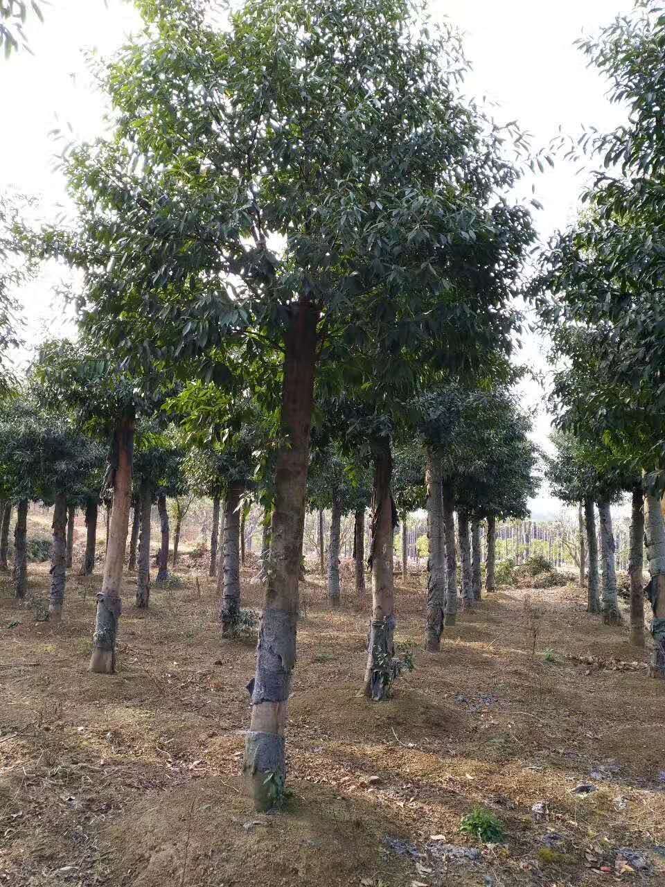 湖南杜英價(jià)格 杜英哪里有