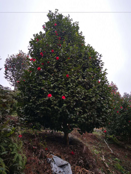 茶花苗價格  茶花苗哪家好 四川茶花苗