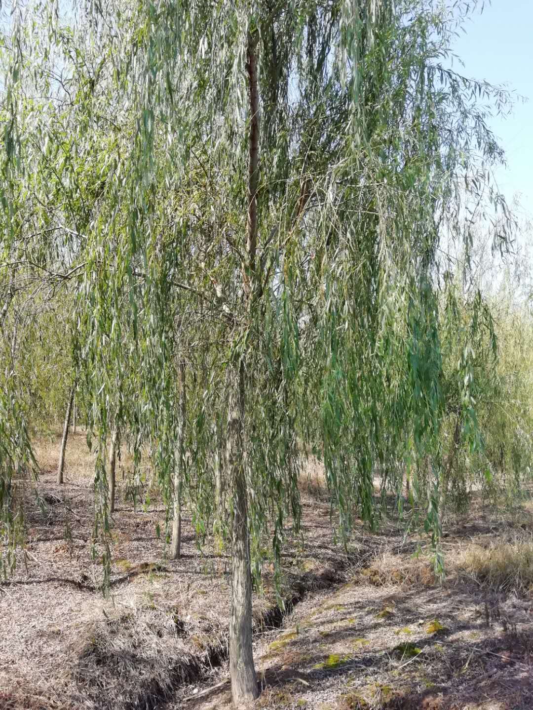 湖南垂柳價(jià)格 香樟叢生基地