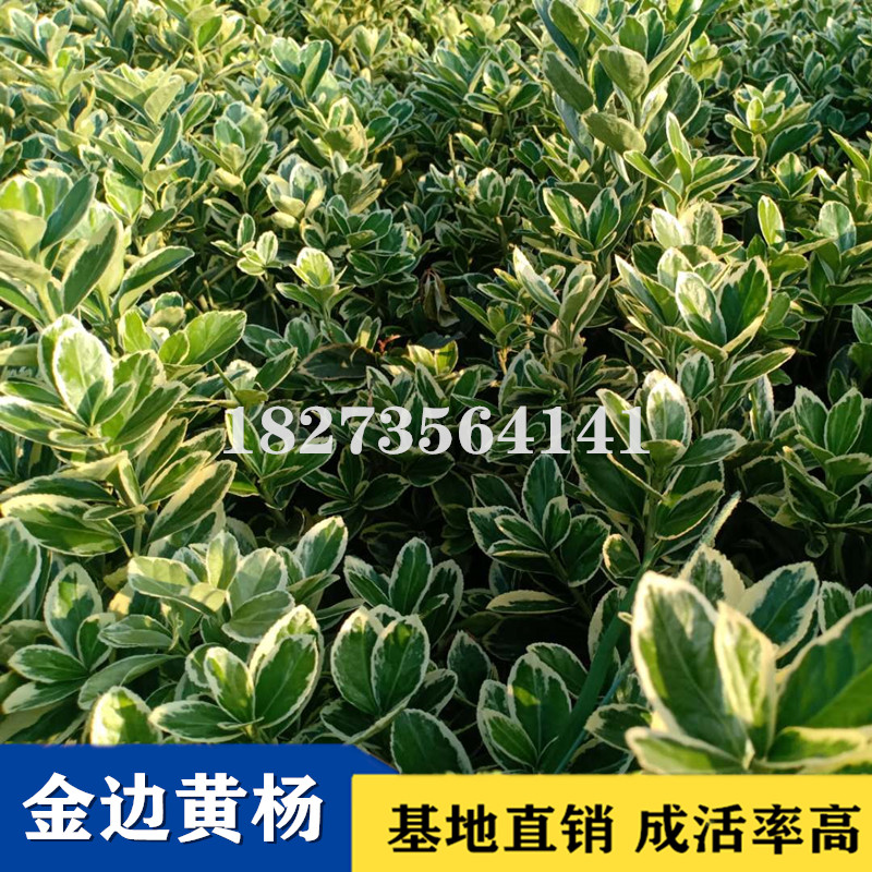 專業(yè)栽培金邊黃楊小苗苗圃電話，湘潭優(yōu)質(zhì)金邊黃楊小苗批發(fā)出售，湘潭金邊黃楊小苗供應(yīng)商/供貨商