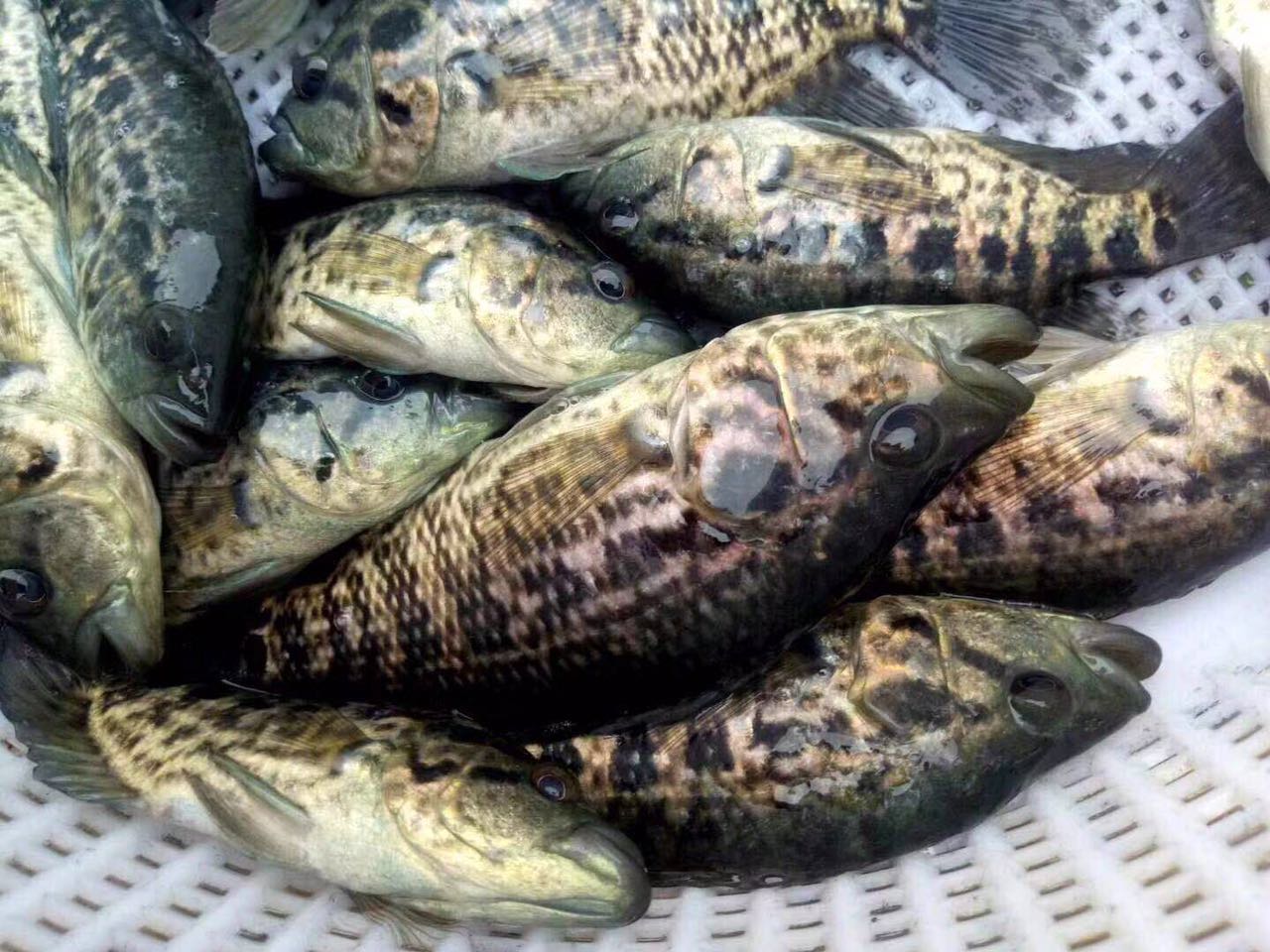 淡水石斑魚苗批發(fā)