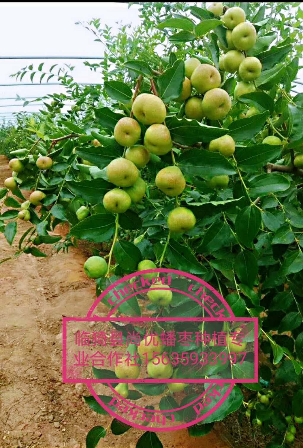 供應(yīng) 果樹苗木棗樹苗 蟠棗樹苗基地廠家批發(fā)價  棗樹苗木價格