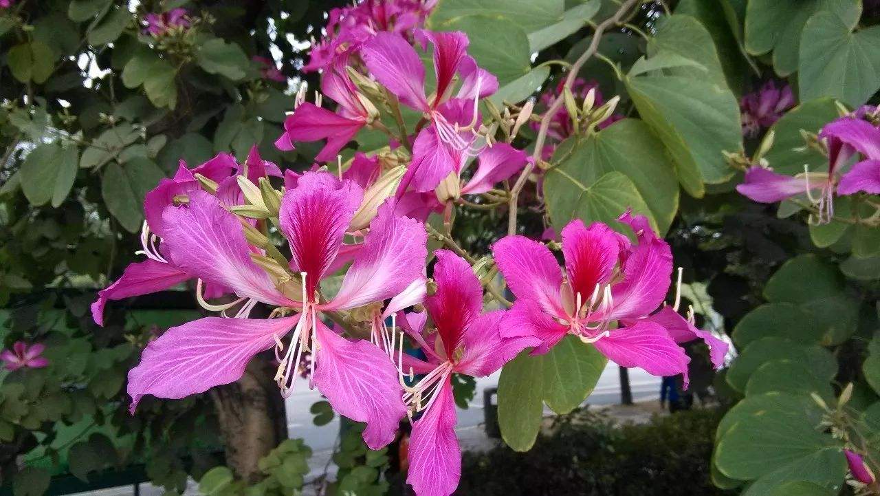 廣西柳州紅花羊蹄*地，10-15公分紅花羊蹄甲價格，基地直銷，批發(fā)【柳城縣東泉鎮(zhèn)永翔種養(yǎng)專業(yè)合作社】