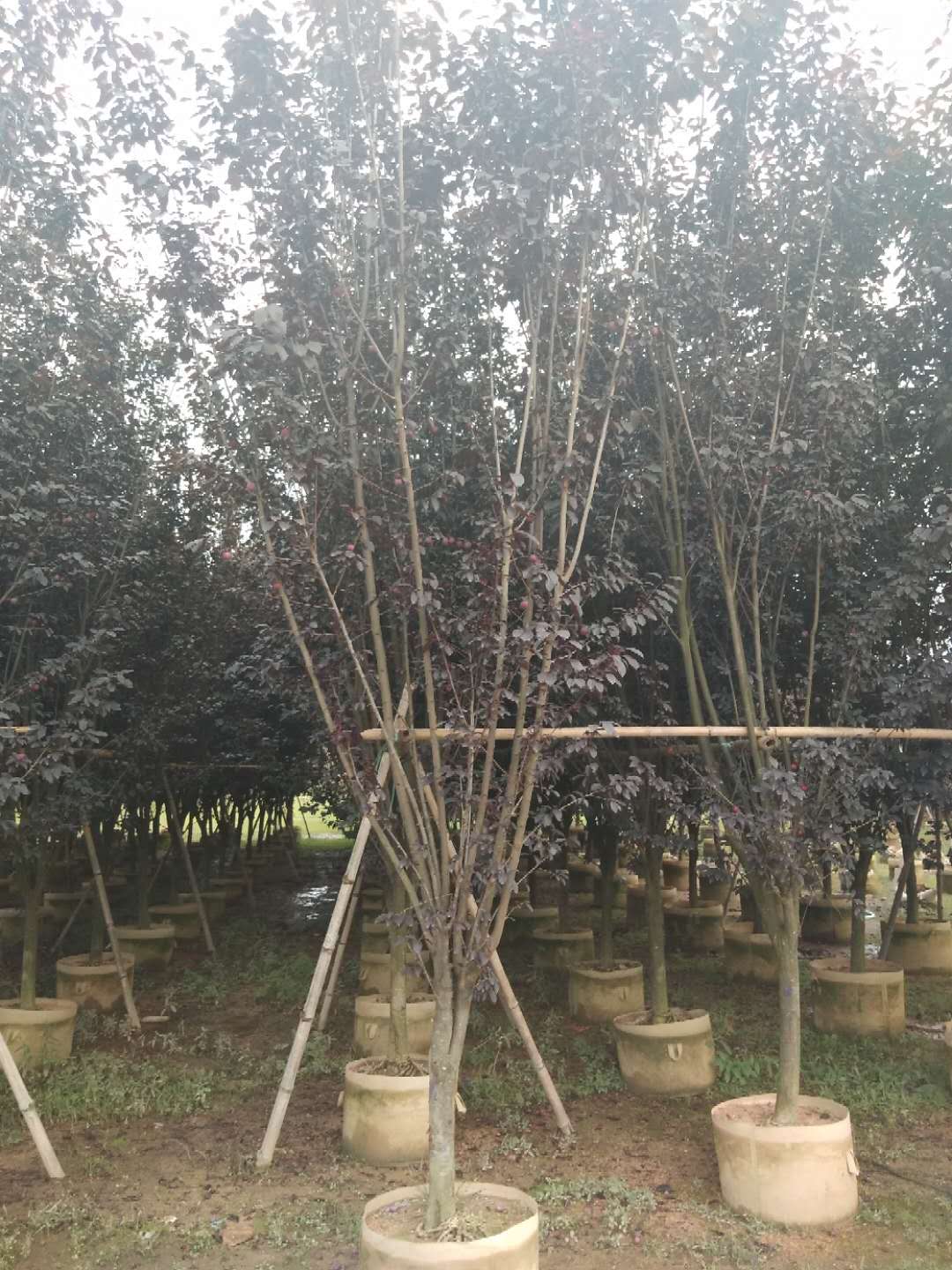 福建紫葉李供應(yīng)批發(fā)報(bào)價(jià)現(xiàn)貨咨詢電話