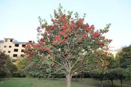 浙江紹興紅果冬青 紹興紅果冬青種植基地 紹興紅果冬青批發(fā)價(jià)格 紹興紅果冬銷(xiāo)售電話 紹興紅果冬青優(yōu)質(zhì)供應(yīng)商 紹興全國(guó)供應(yīng)