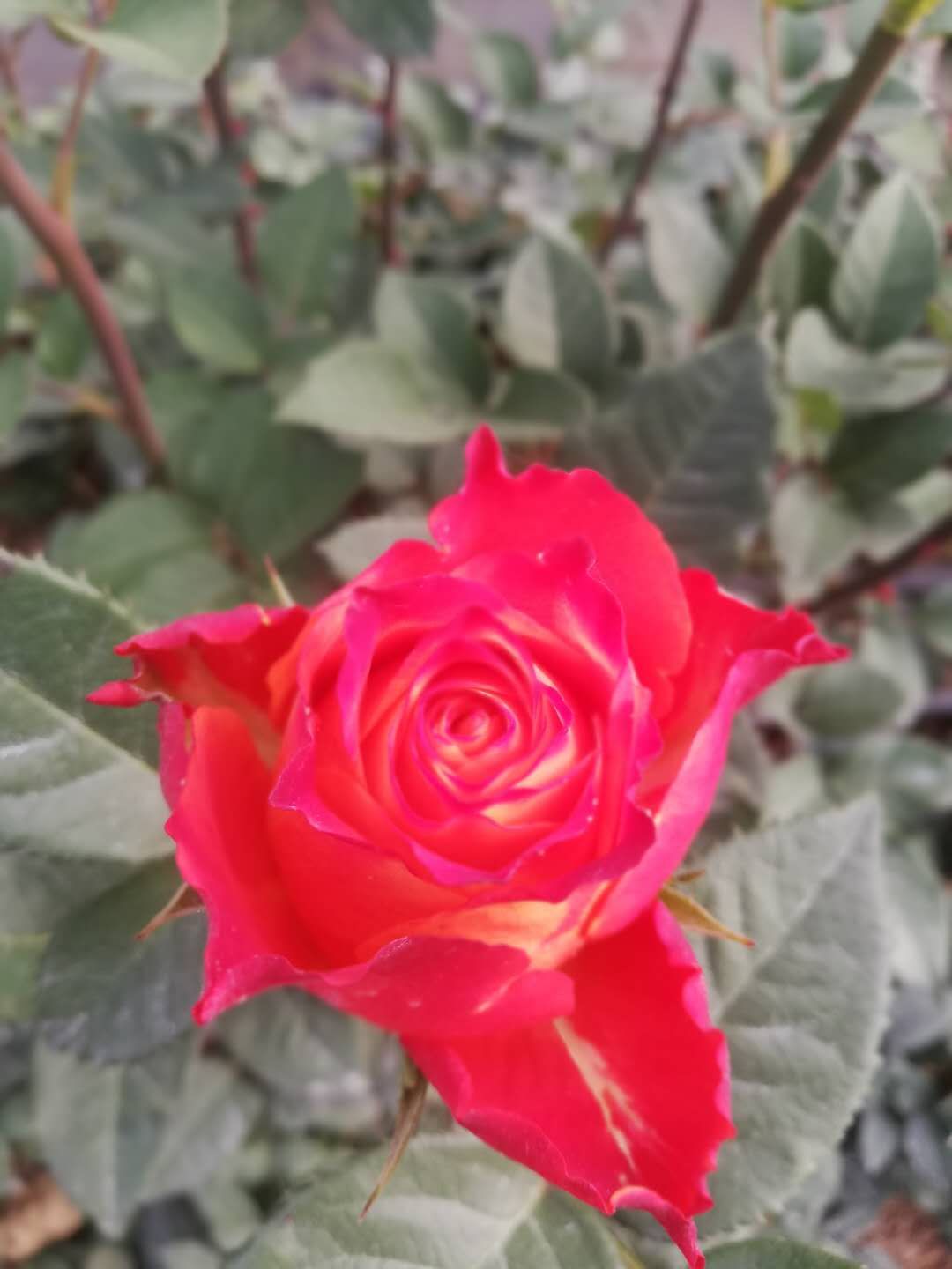 嘉年華玫瑰花價(jià)格 嘉年華玫瑰花供應(yīng)商 云南嘉年華玫瑰花