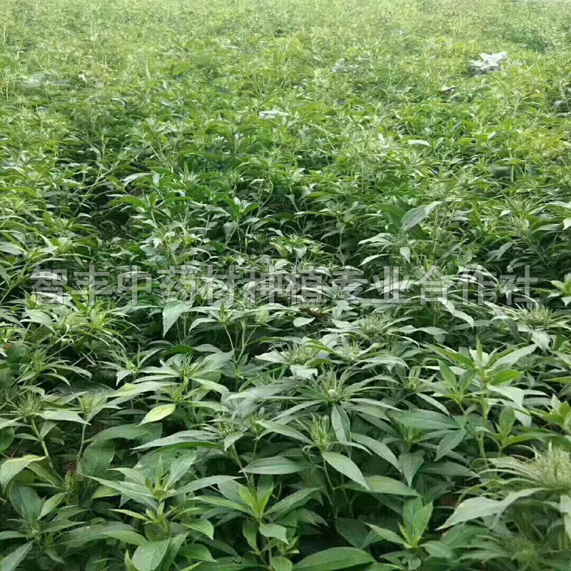 廣安白術(shù)種植時(shí)間、白術(shù)種子哪家便宜【智豐中藥材種植專業(yè)合作社】