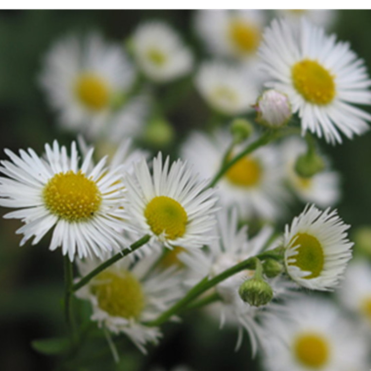 菊花提取物 杭白菊提取物 陜西中鑫生物
