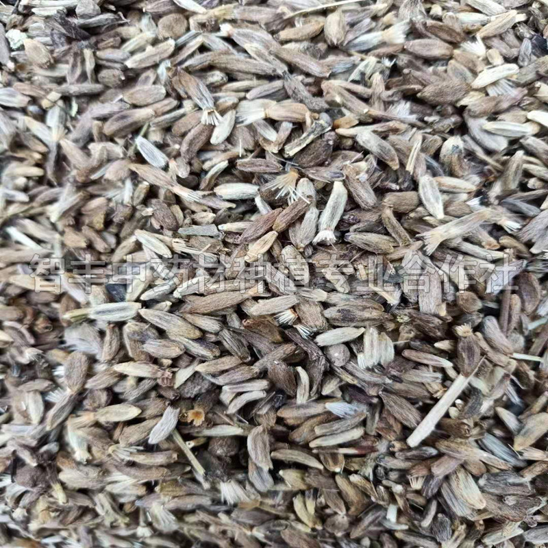 石獅白術(shù)林下套種技術(shù)要點(diǎn)、白術(shù)的抗寒能力怎么樣【智豐中藥材種植專業(yè)合作社】