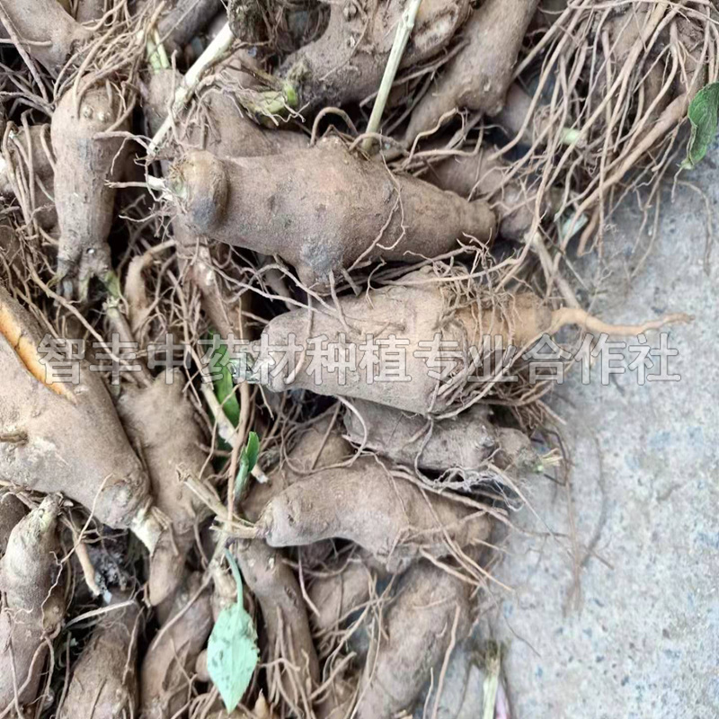 南昌白術(shù)改良芽的種植方法、白術(shù)育苗技術(shù)【智豐中藥材種植專業(yè)合作社】