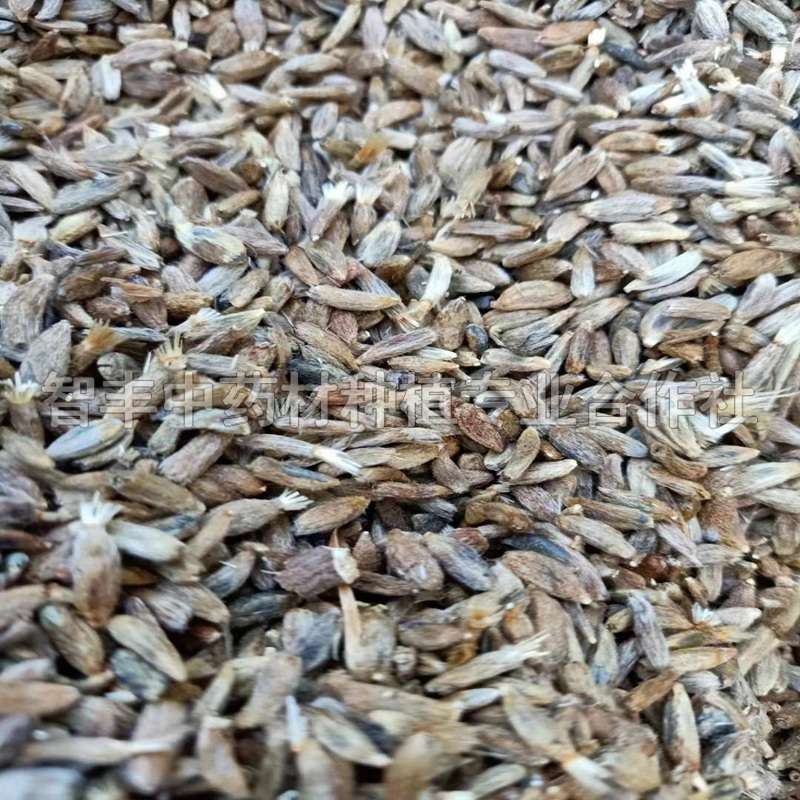 煙臺白術(shù)芽畝種植多少棵、白術(shù)種植一畝【智豐中藥材種植專業(yè)合作社】