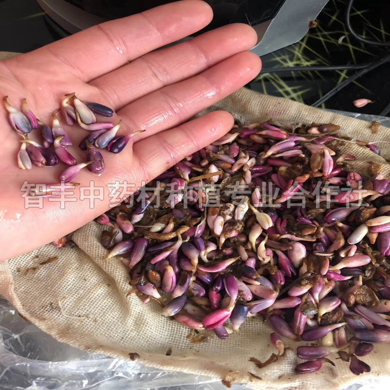 保定白術(shù)種一畝能掙多少錢、白術(shù)種子的育苗方法【智豐中藥材種植專業(yè)合作社】