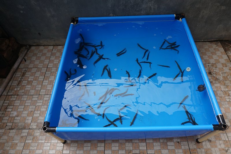 供應(yīng)水產(chǎn)養(yǎng)殖池，帆布水池，家用游泳池定做加工批發(fā)