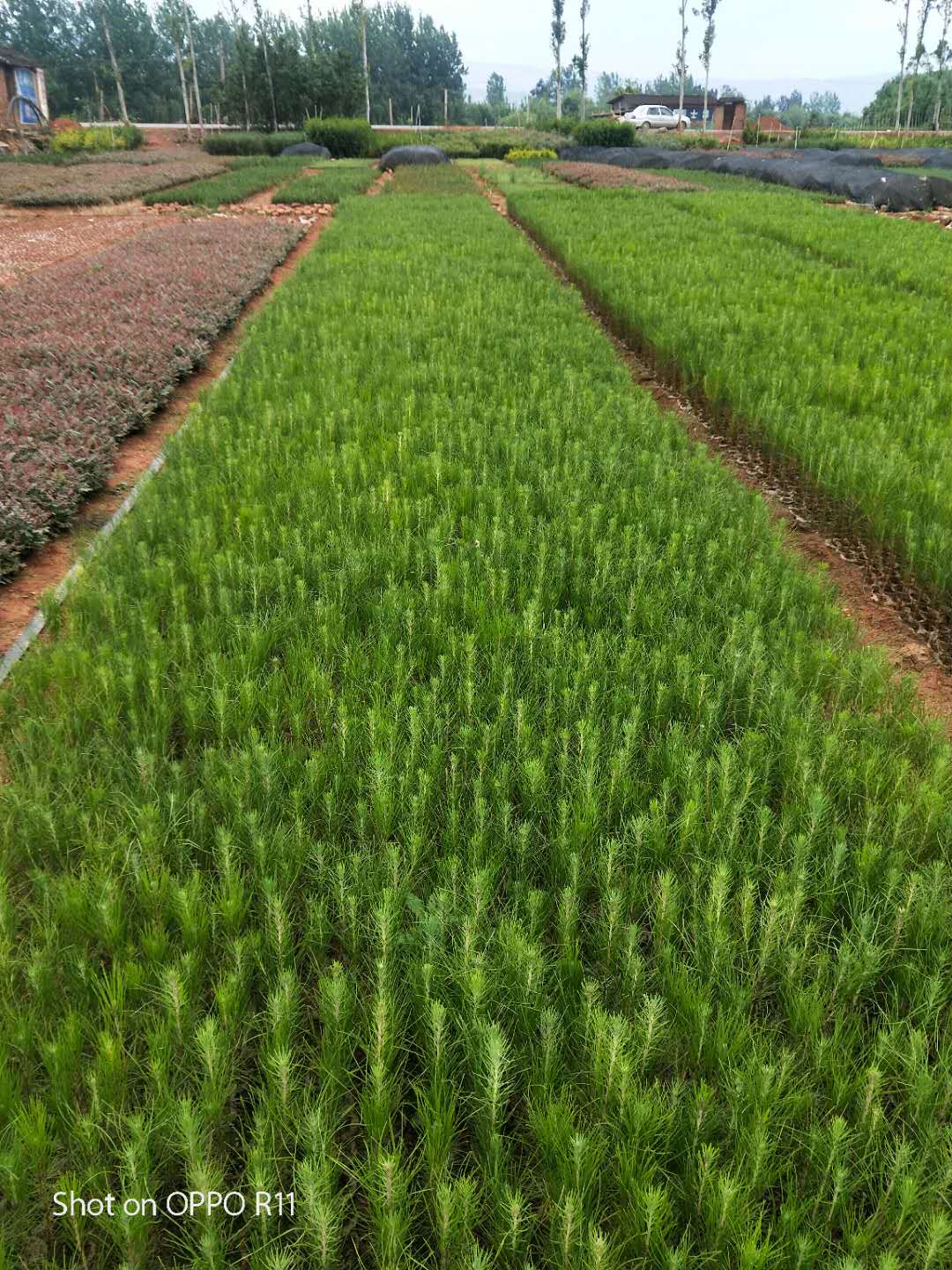 云南宜良濕地松基地_10公分城市道路綠化濕地松苗_批發(fā)銷售