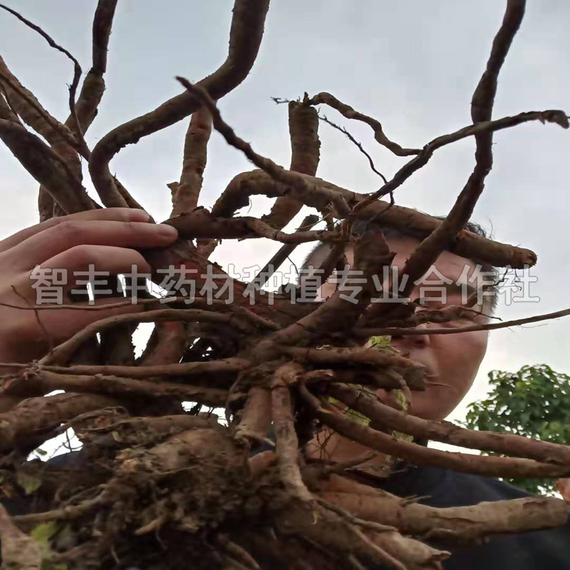 承德丹參種苗晚什么時間種、苗勢強、苗產(chǎn)地【智豐中藥材種植專業(yè)合作社】