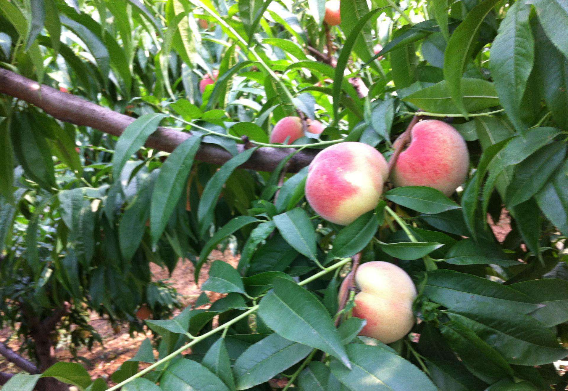 四川資陽(yáng)桃苗種植基地、批發(fā)價(jià)格、全國(guó)銷售【四川科實(shí)農(nóng)業(yè)有限責(zé)任公司】