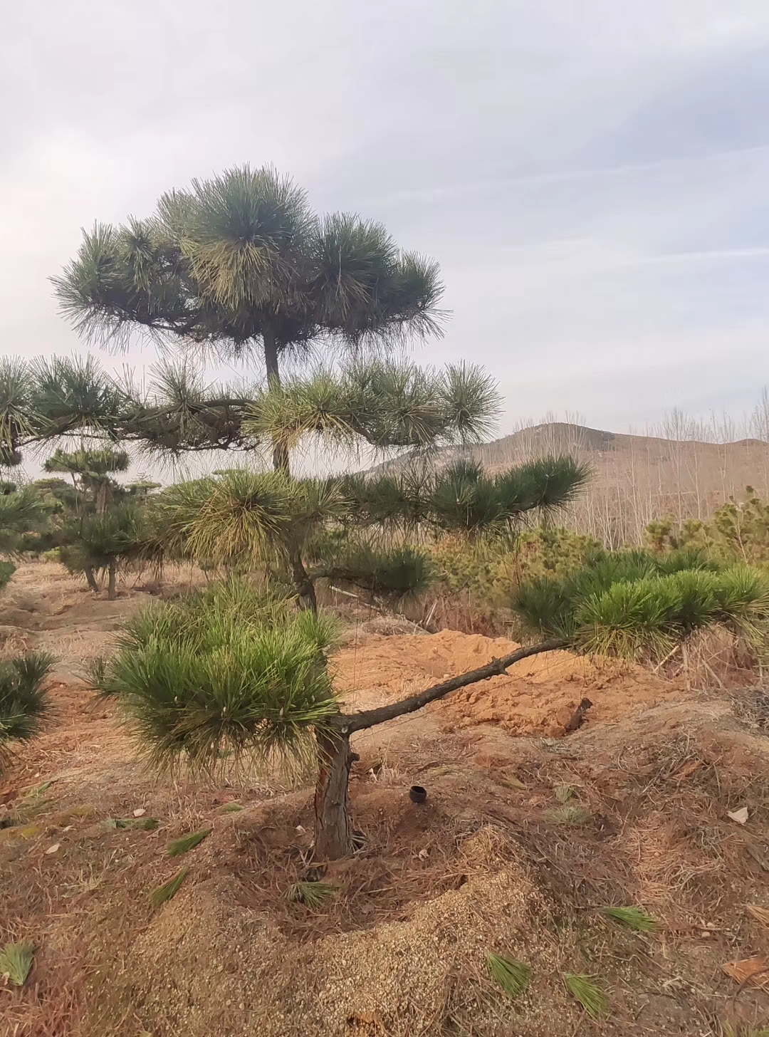 山東造型景觀松基地供應 造型景觀松廠家