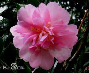 茶梅 茶梅花