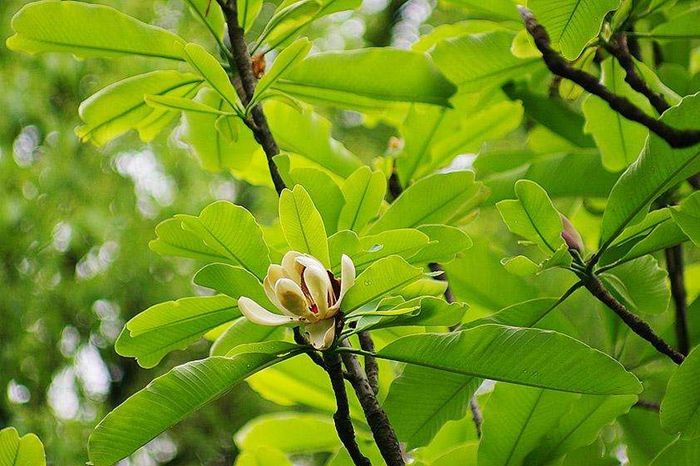 厚樸苗 湖北厚樸生產(chǎn)基地  利川厚樸苗 直發(fā)厚樸苗價格