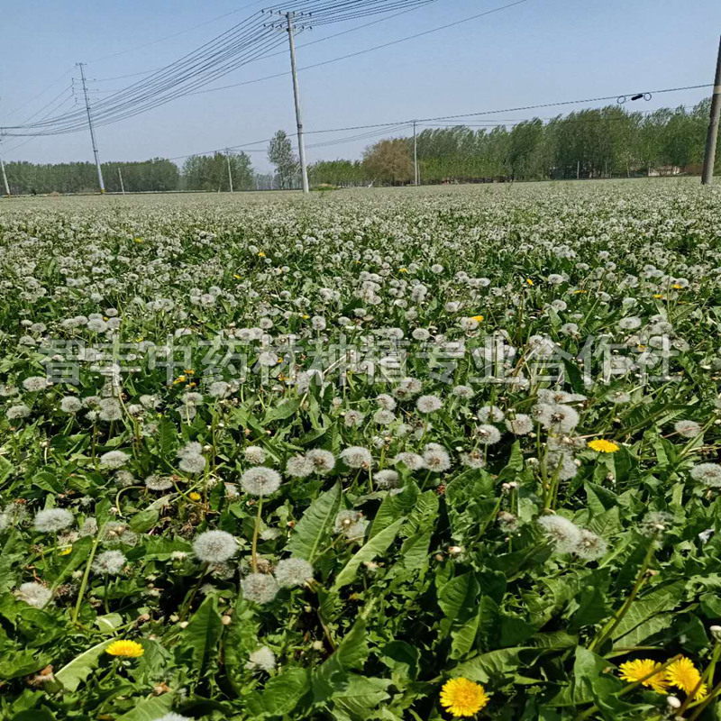 荷澤蒲公英種苗改良種芽、抗病耐寒、早什么時間種【智豐中藥材種植專業(yè)合作社】