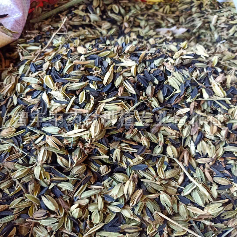 綿陽知母種子銷售、粗徑3cm、的生育期【智豐中藥材種植專業(yè)合作社】