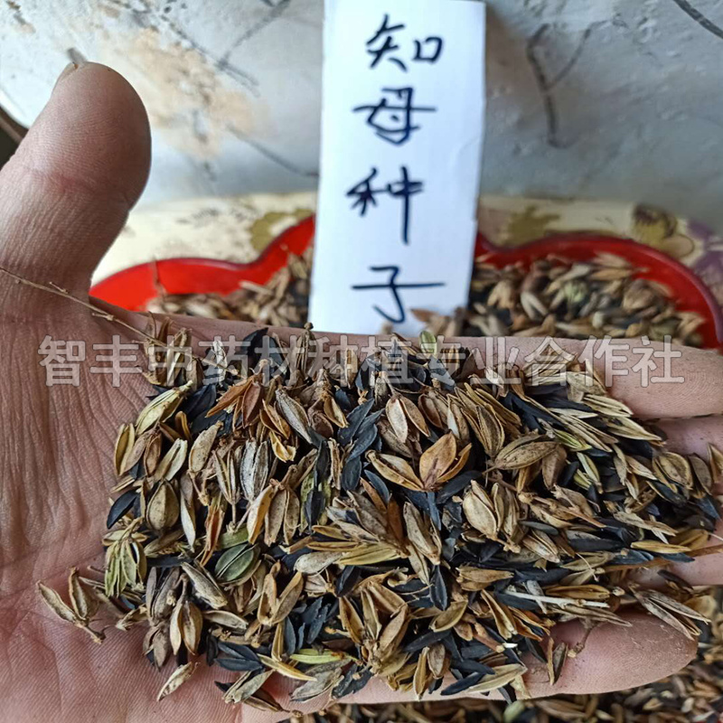 綿陽知母種子銷售、粗徑3cm、的生育期【智豐中藥材種植專業(yè)合作社】