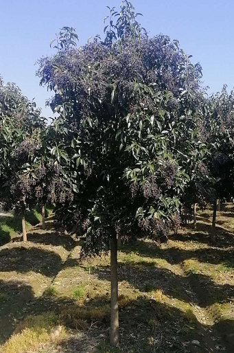 鹽城大葉女貞小苗種植基地、哪里有、批發(fā)價格【東臺市木之森苗圃】
