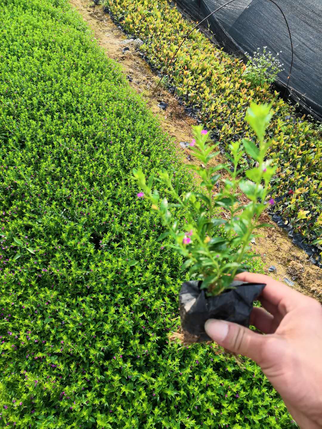 滿天星 滿天星價(jià)格