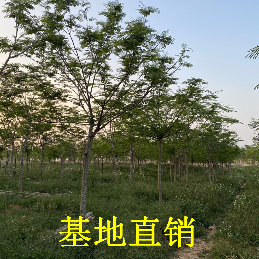 鳳凰木 鳳凰木產(chǎn)地批發(fā) 鳳凰木價格 鳳凰木批發(fā)